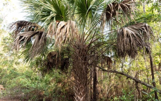 0.23 Acres in Satsuma, FL. Manufactured Homes Allowed